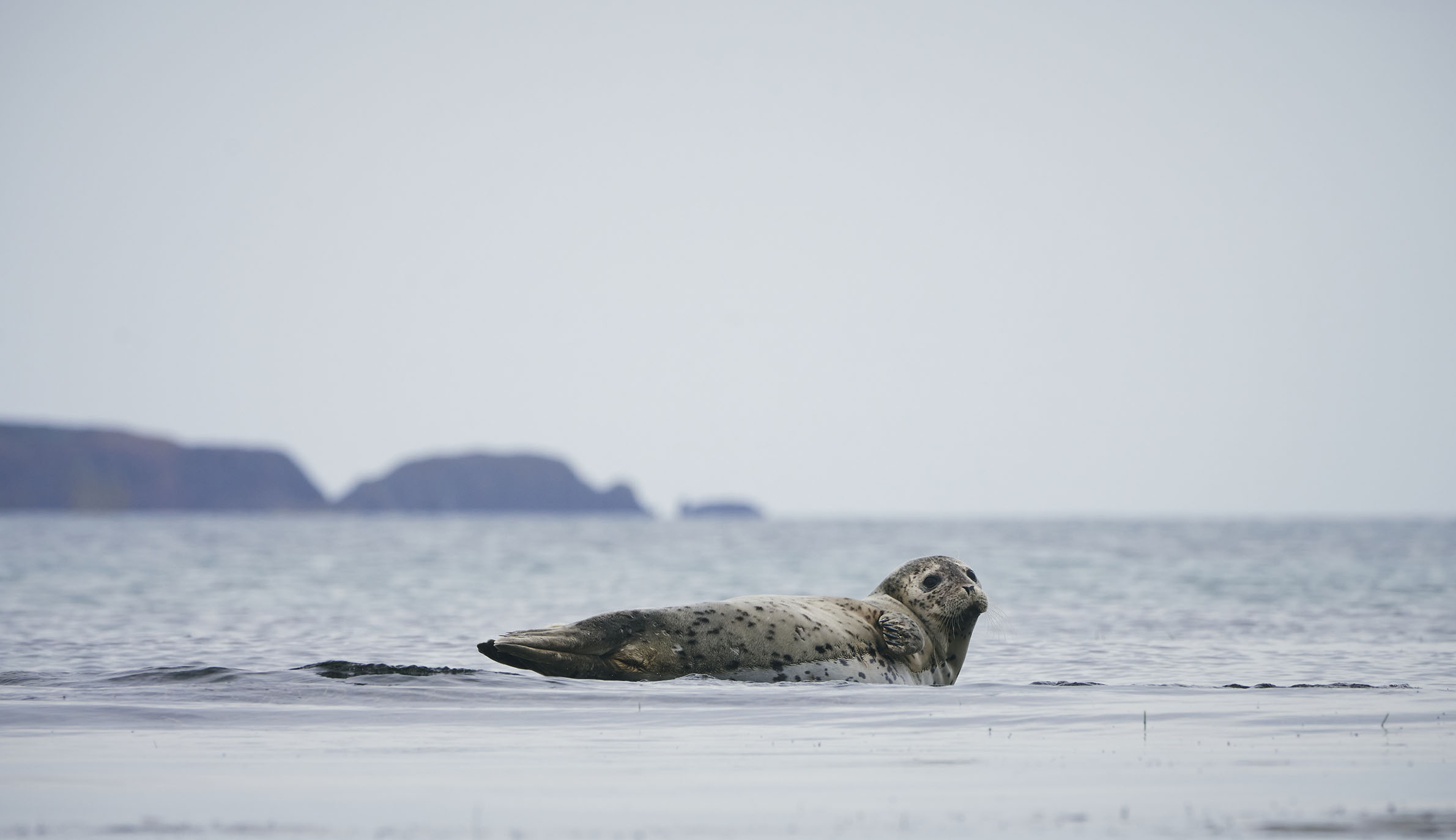 A photograph of a seal swimming in shallow water taken on Rebun Island.