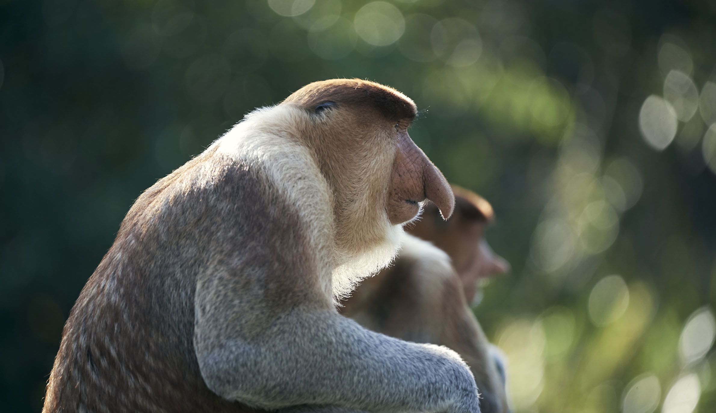 Proboscis monkeys photographed on Borneo Island.