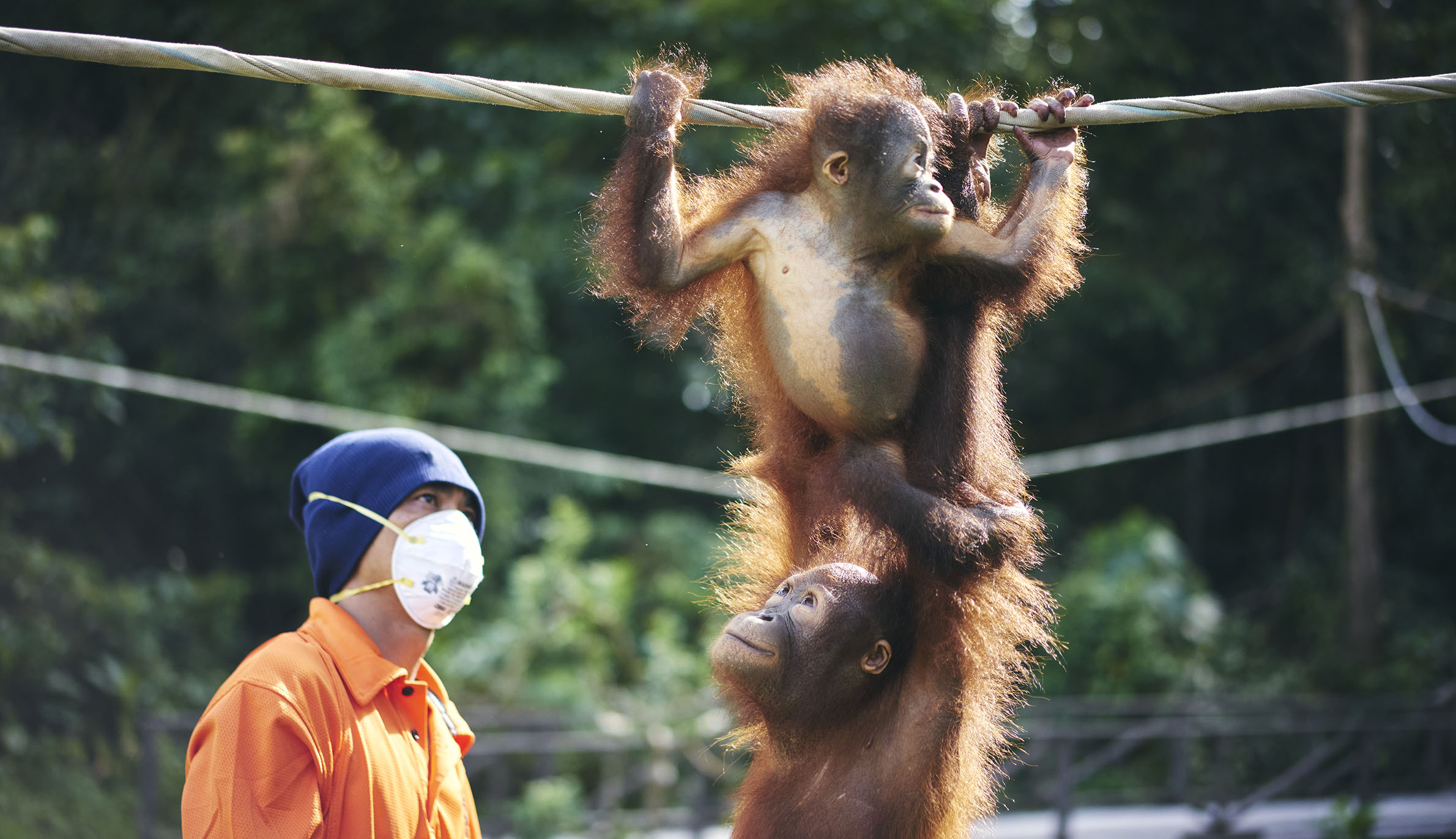 A photograph of orphaned orangutans practicing how to cross a tightrope taken on Borneo Island.