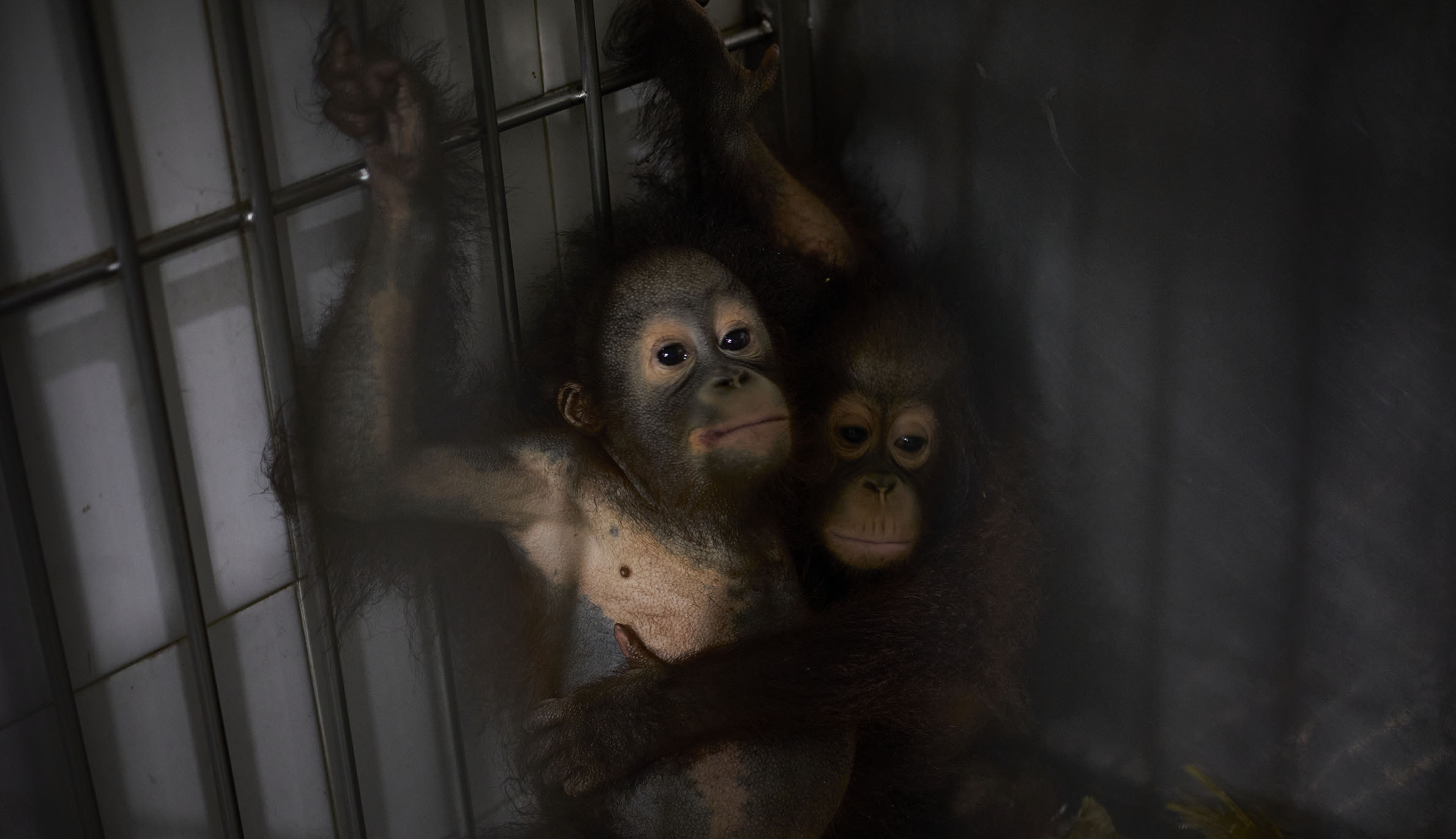 A photograph of orphaned orangutans kept in a facility taken on Borneo Island.