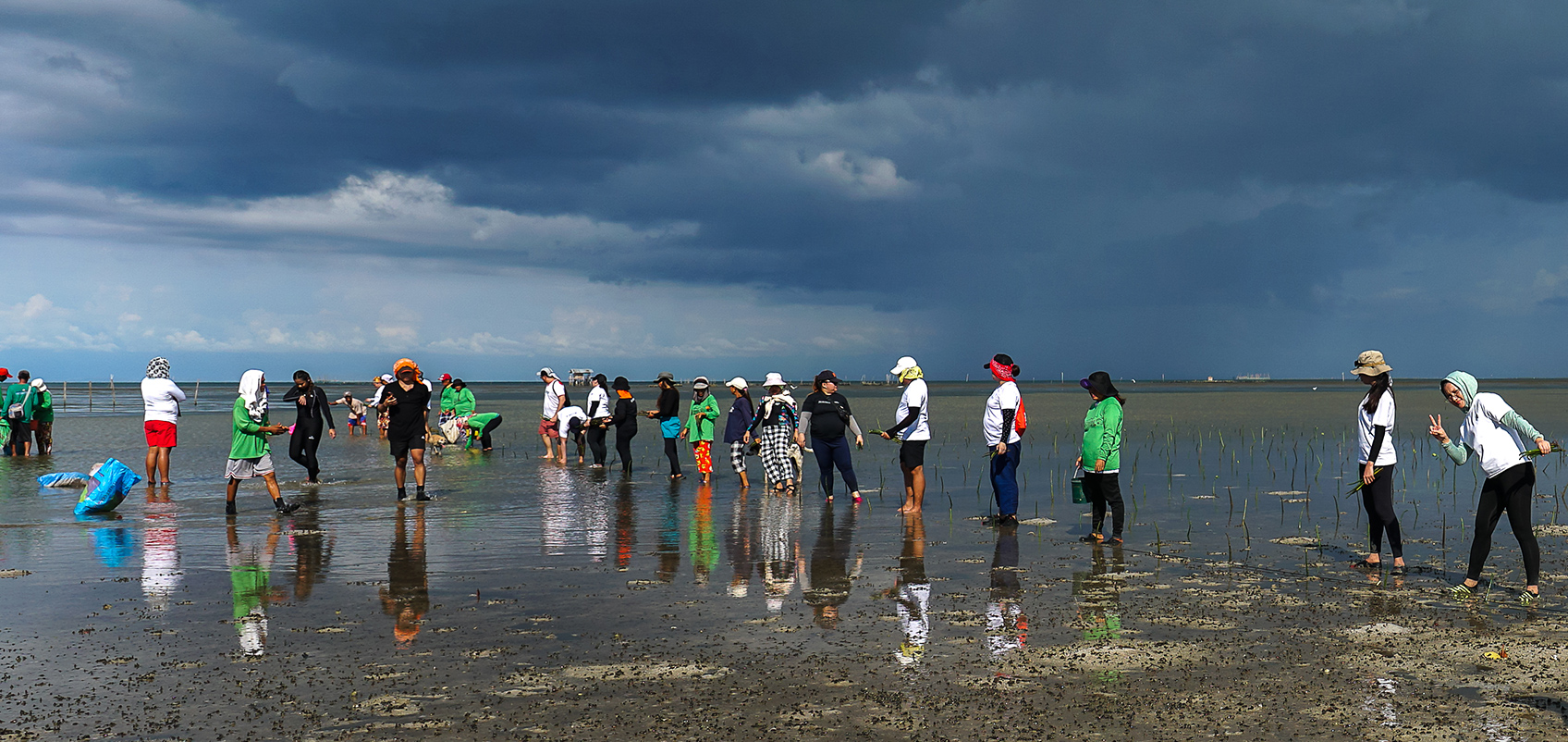 Photos of people planting mangroves on the beach