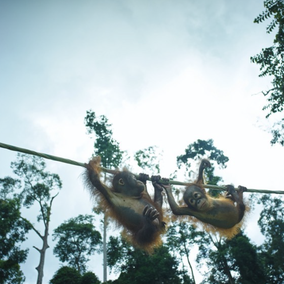 A photograph of orphaned orangutans crossing a tightrope taken on Borneo Island.