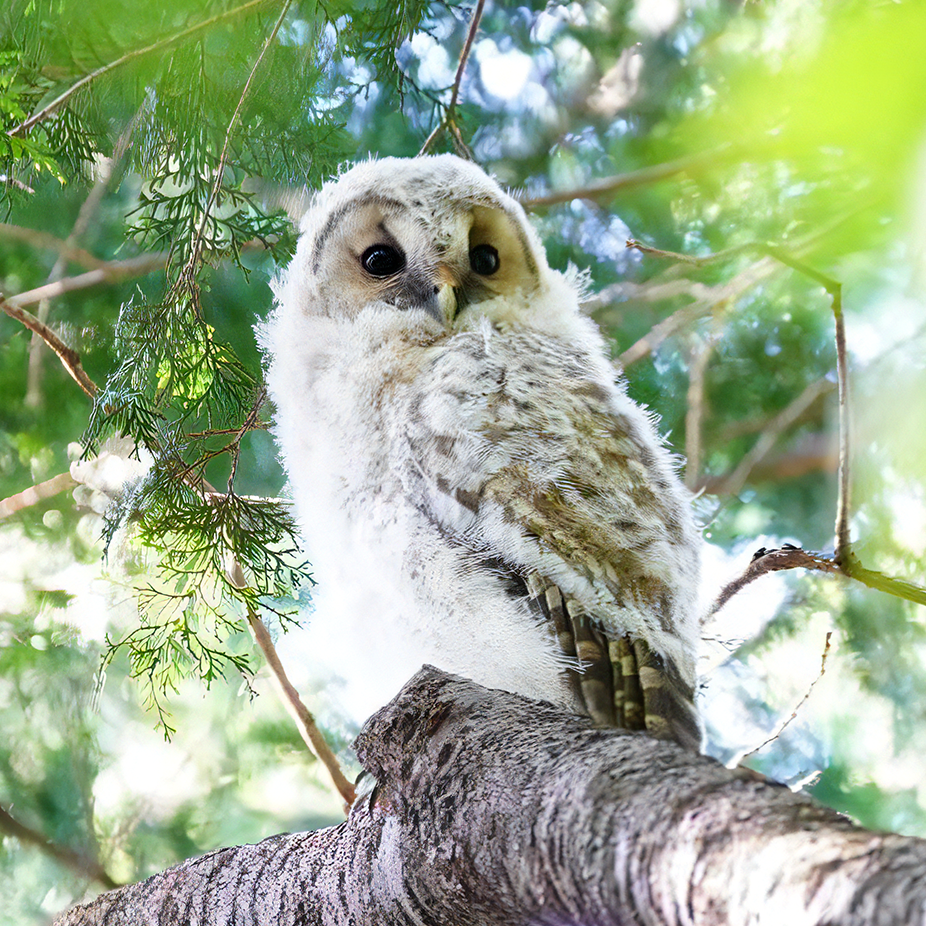Owl on a tree branch