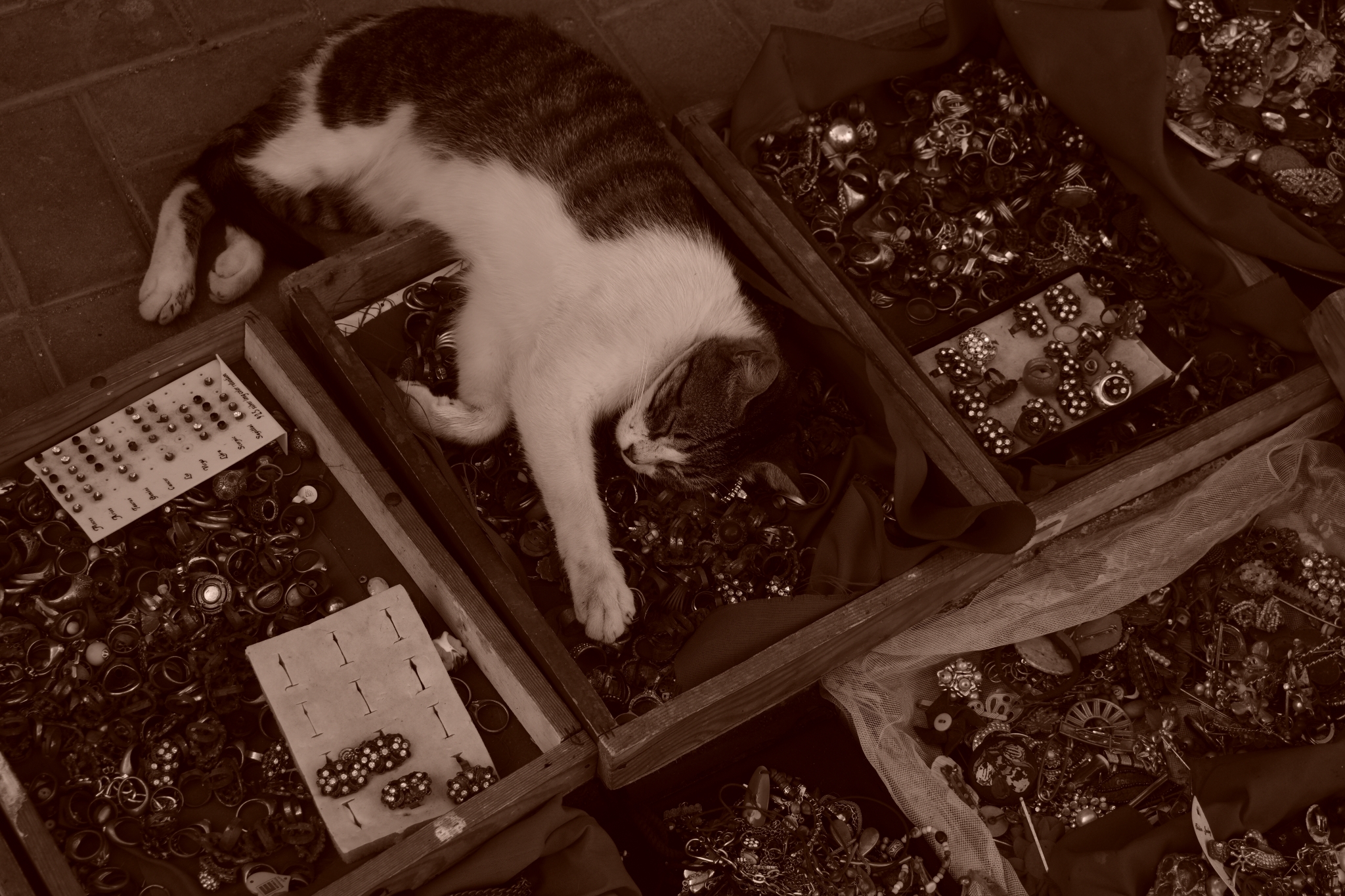 Sample image of a cat sleeping on Moroccan accessories Creative Look: Sepia