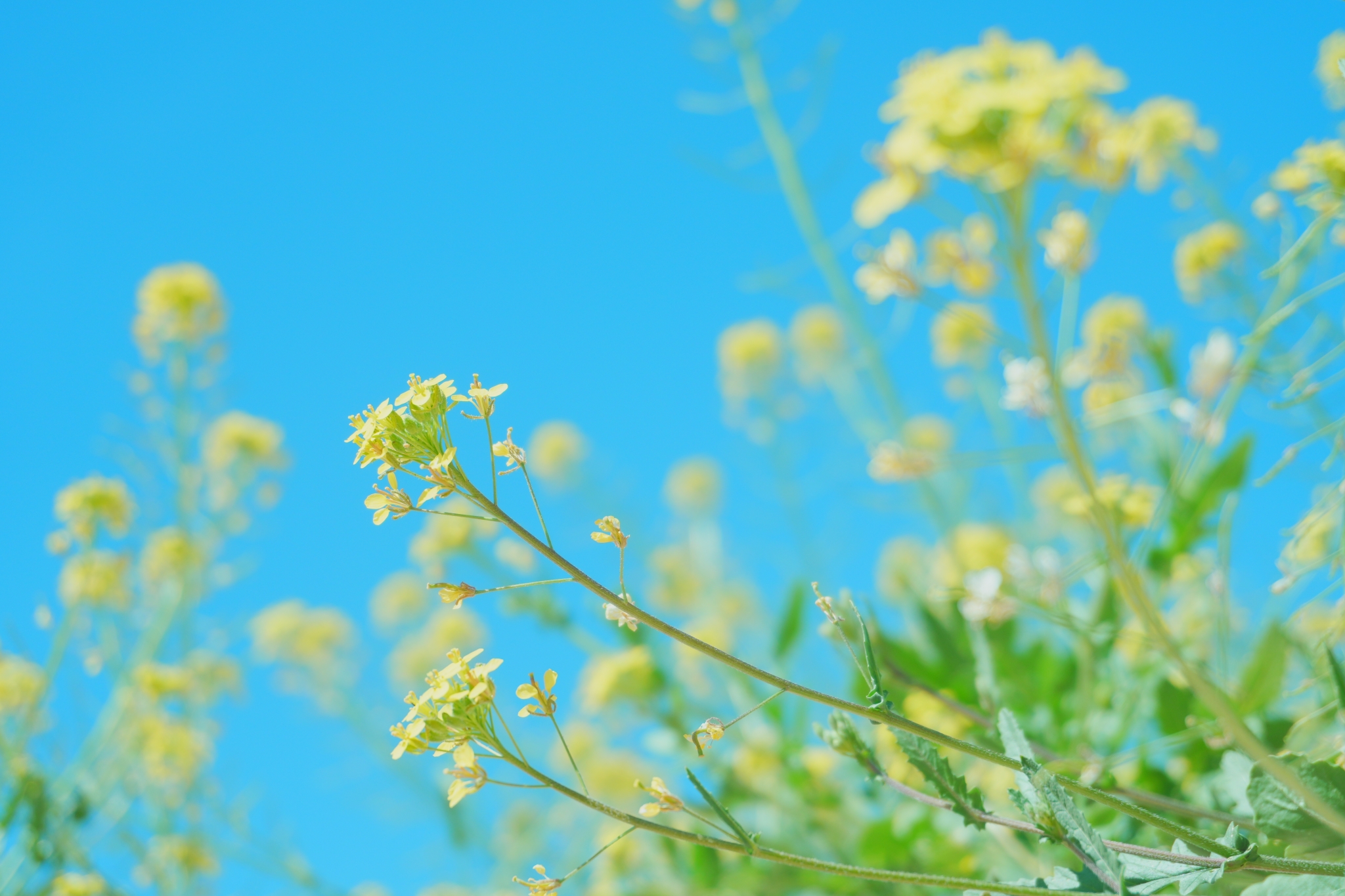 Sample image of canola flowers with deep foreground and background bokeh  Creative Look: Soft Highkey