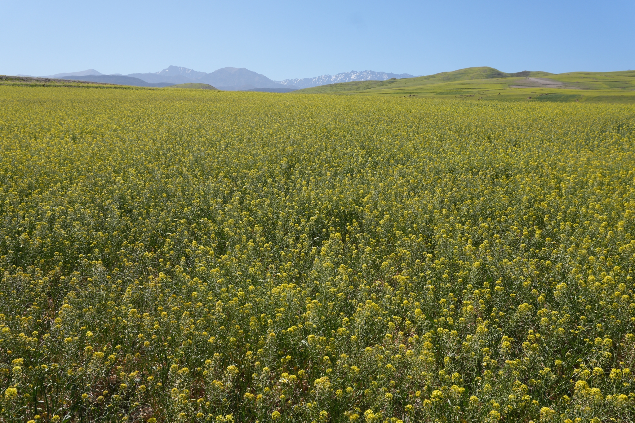 Sample image of canola flowers and a clear blue sky in Morocco, showing the resolution 