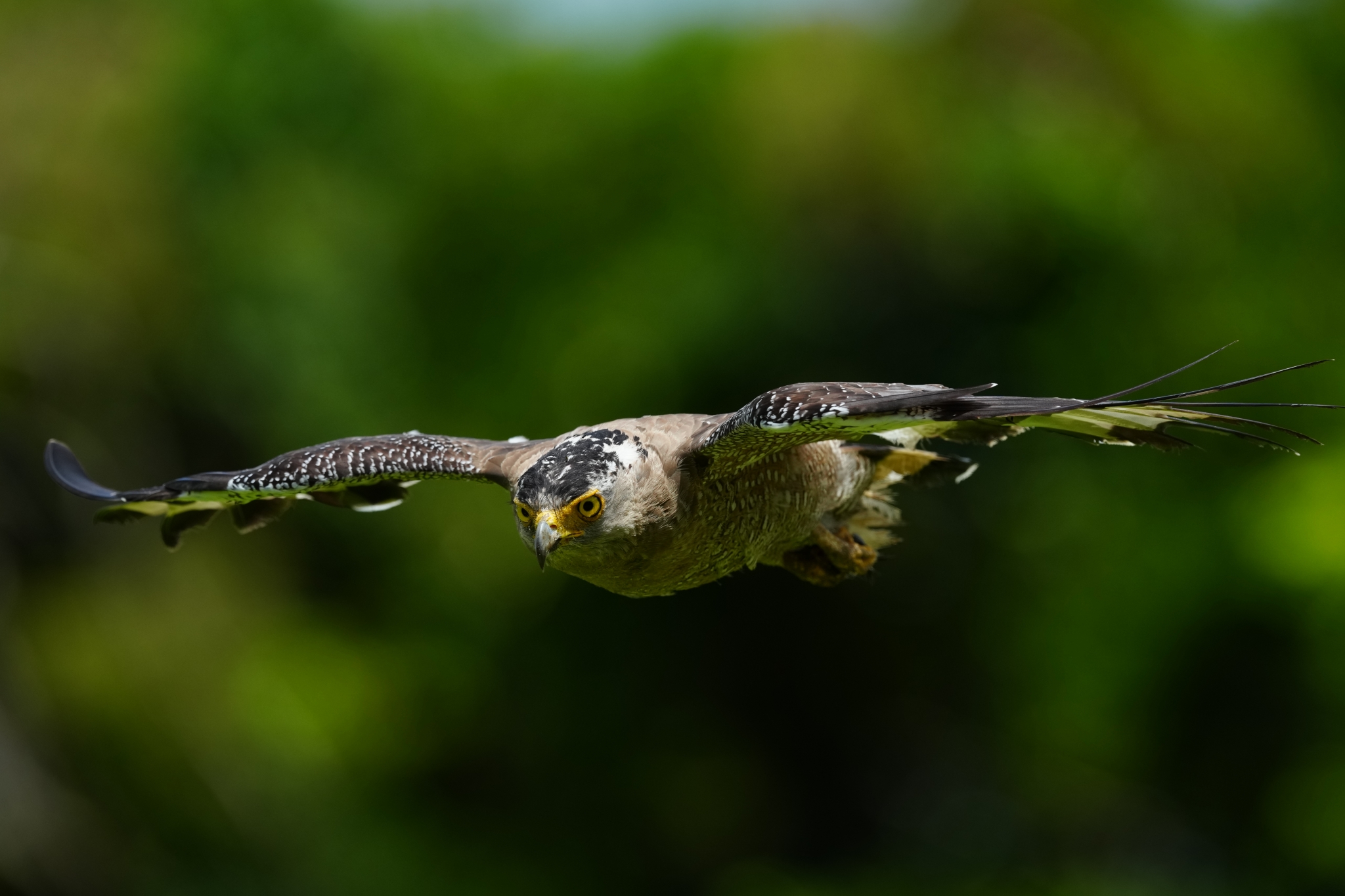 Example image of a flying crested serpent eagle Click to open modal