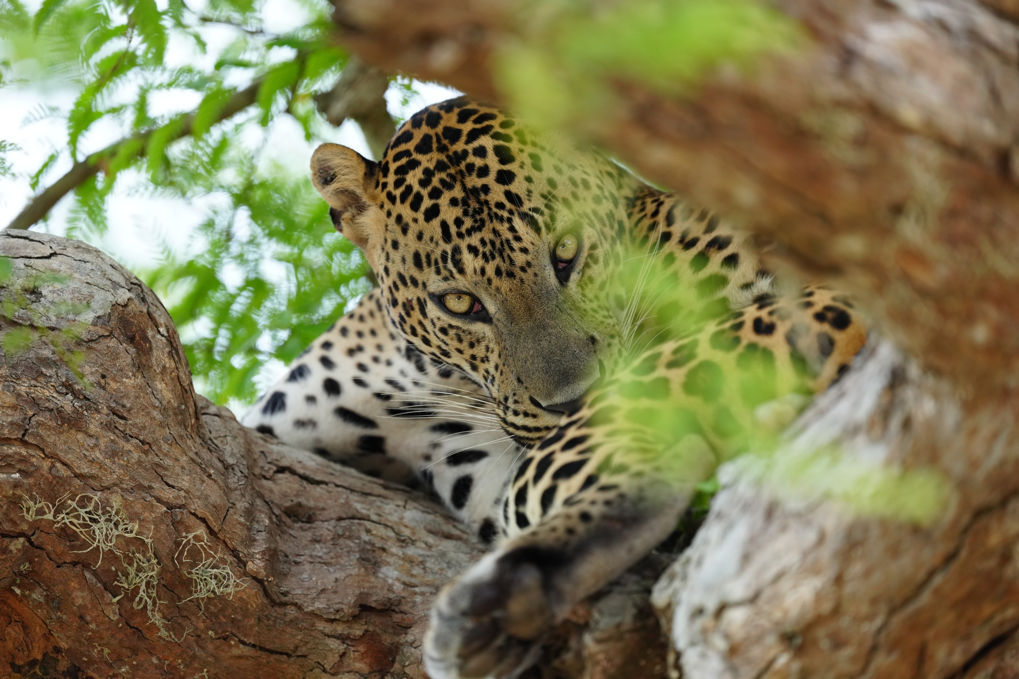 Example image showing a close-up of a leopard’s face with focus on the eye Click to open modal