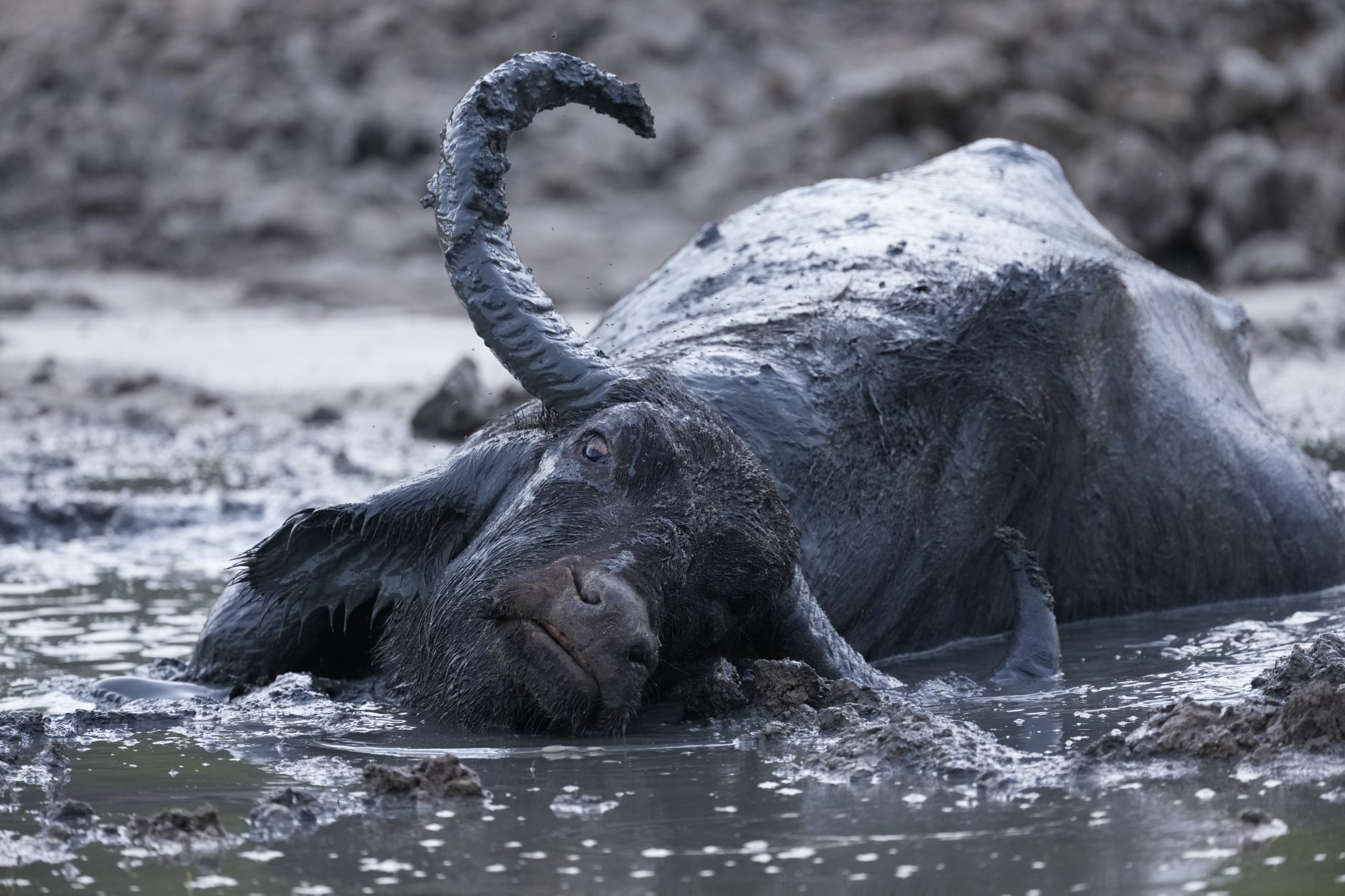 Example image showing a water buffalo laying down in a muddy pond  Click to open modal