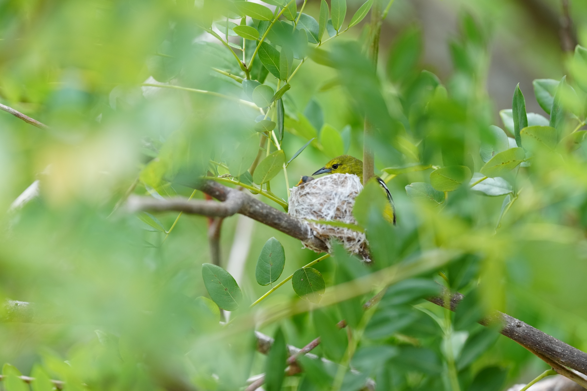 Example image showing a small green bird in a nest on a branch Click to open modal