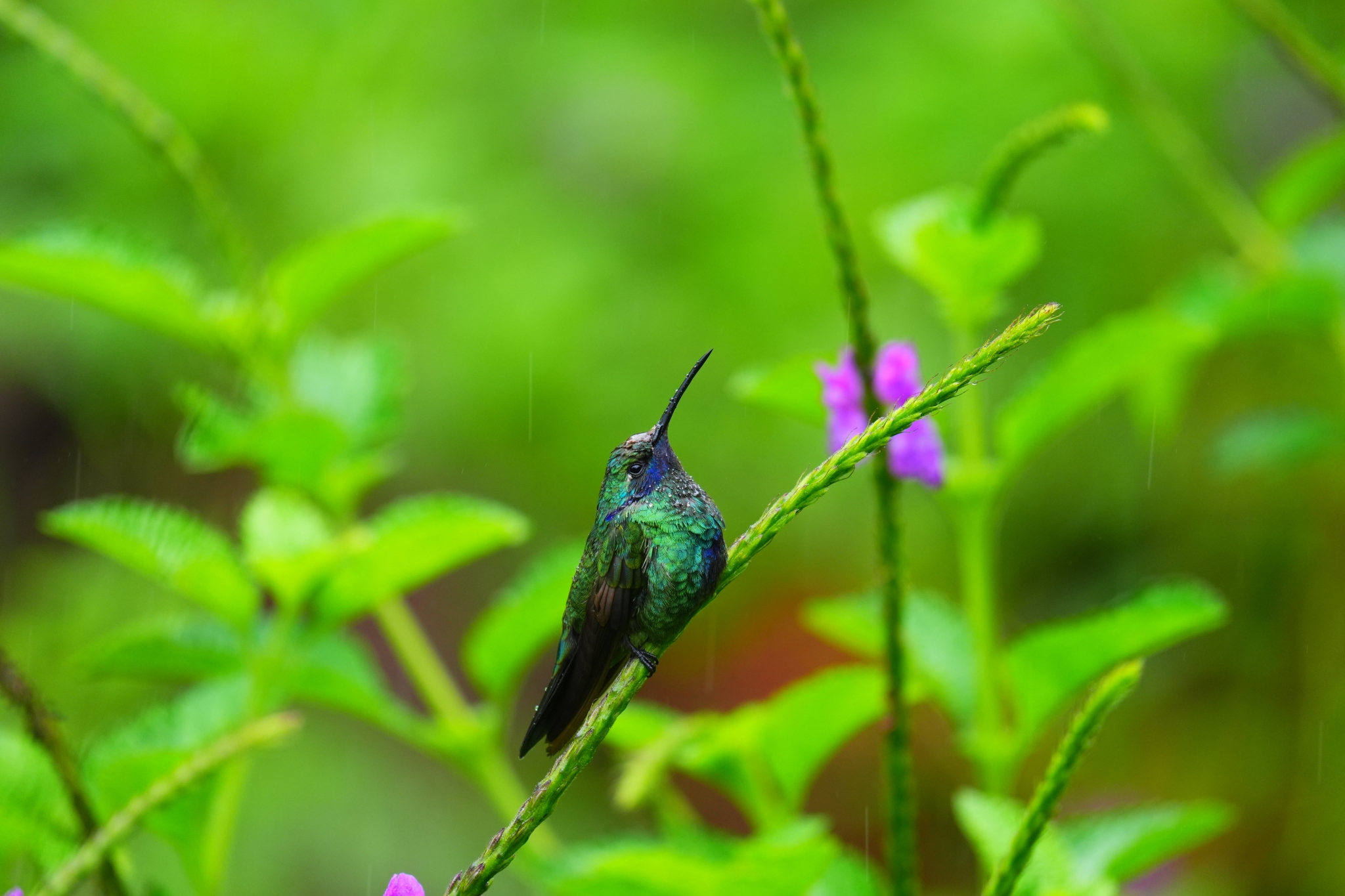 Example image showing a hummingbird perched on a grass stem in the rain.  Click to open modal