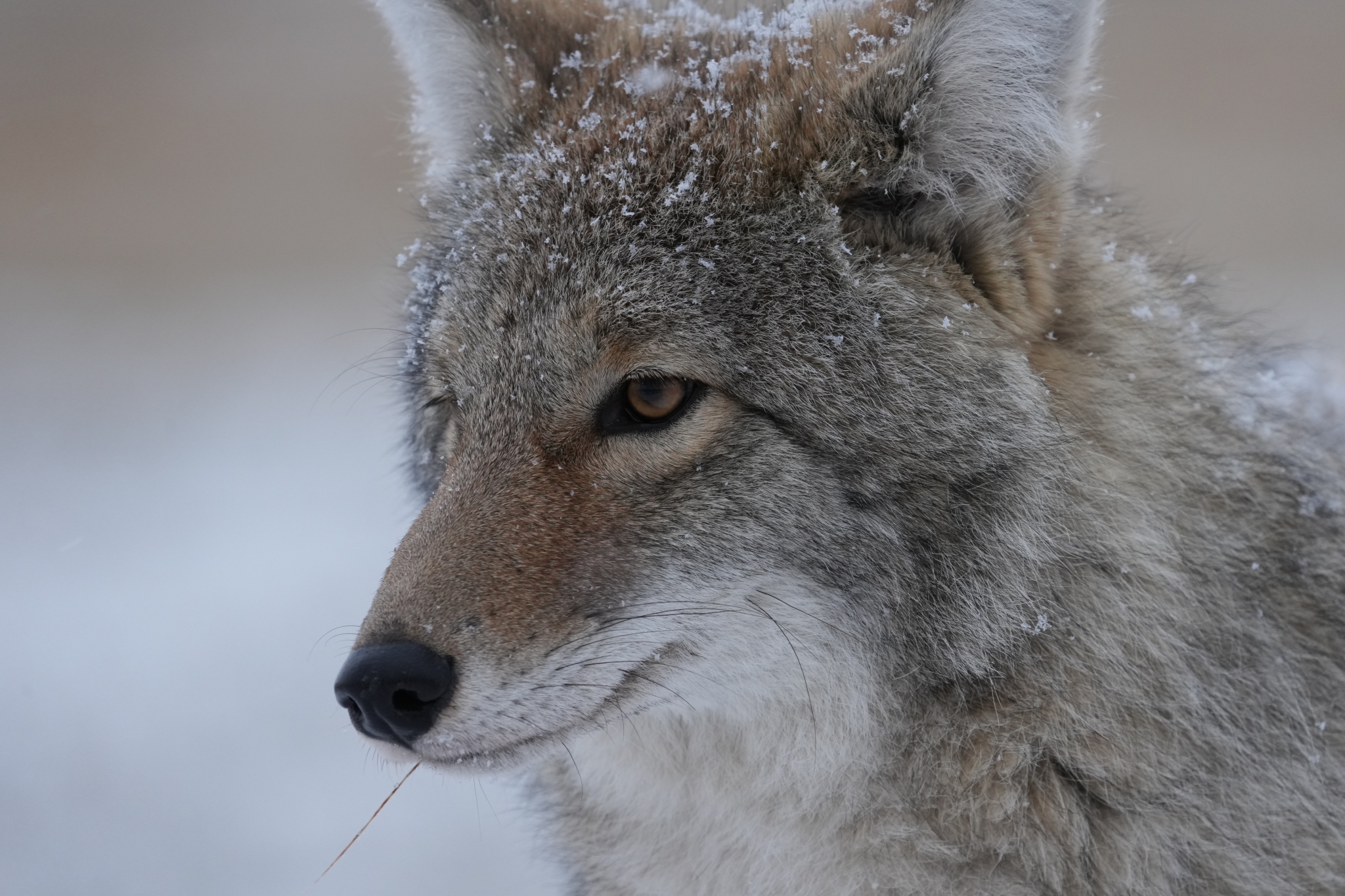 Example image showing a close-up of a coyote with snow on its fur, gazing into the distance. Click to open modal