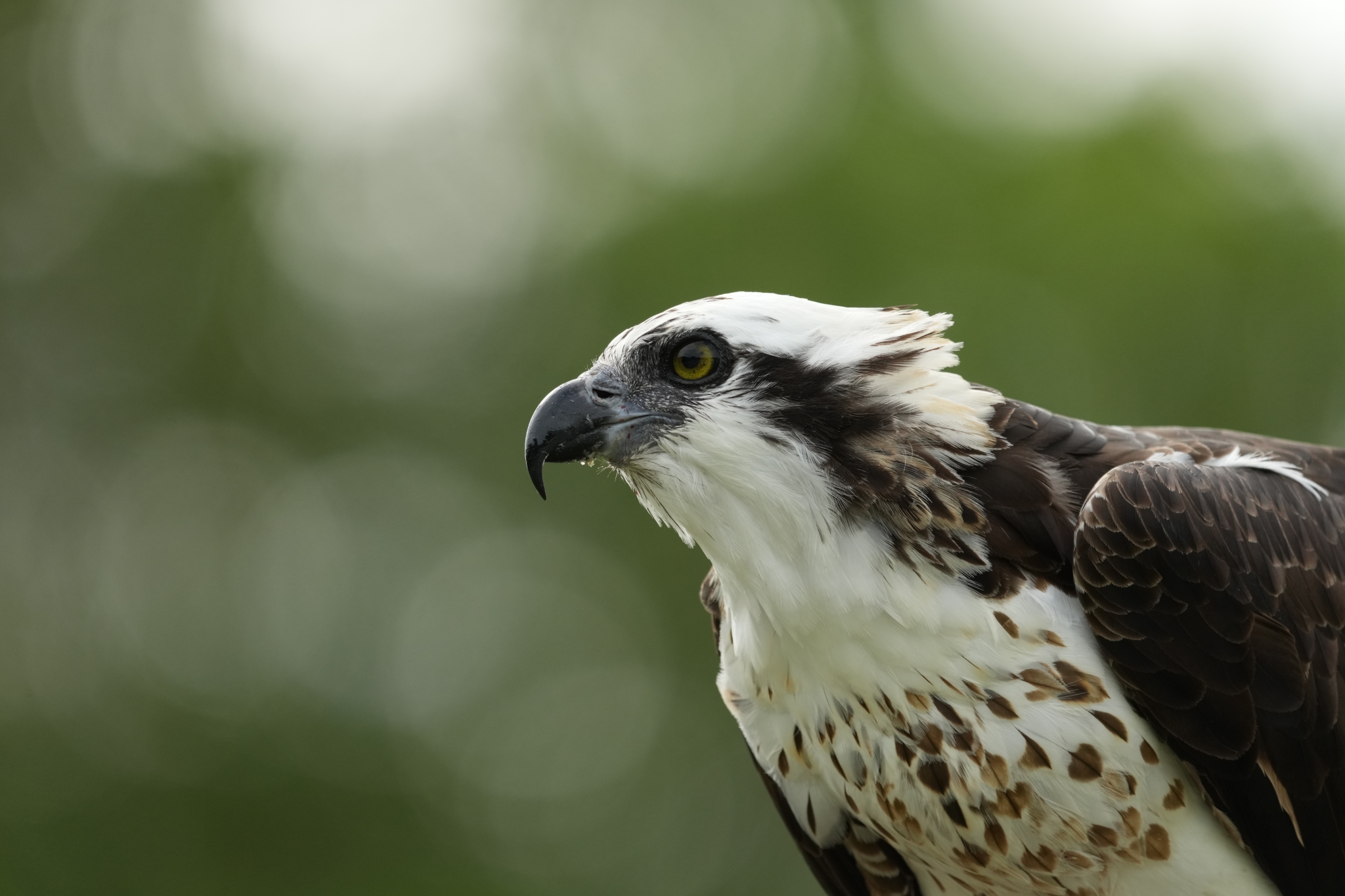 Example image showing a bird with sharp eyes, set against a leafy background with smooth ball bokeh  Click to open modal