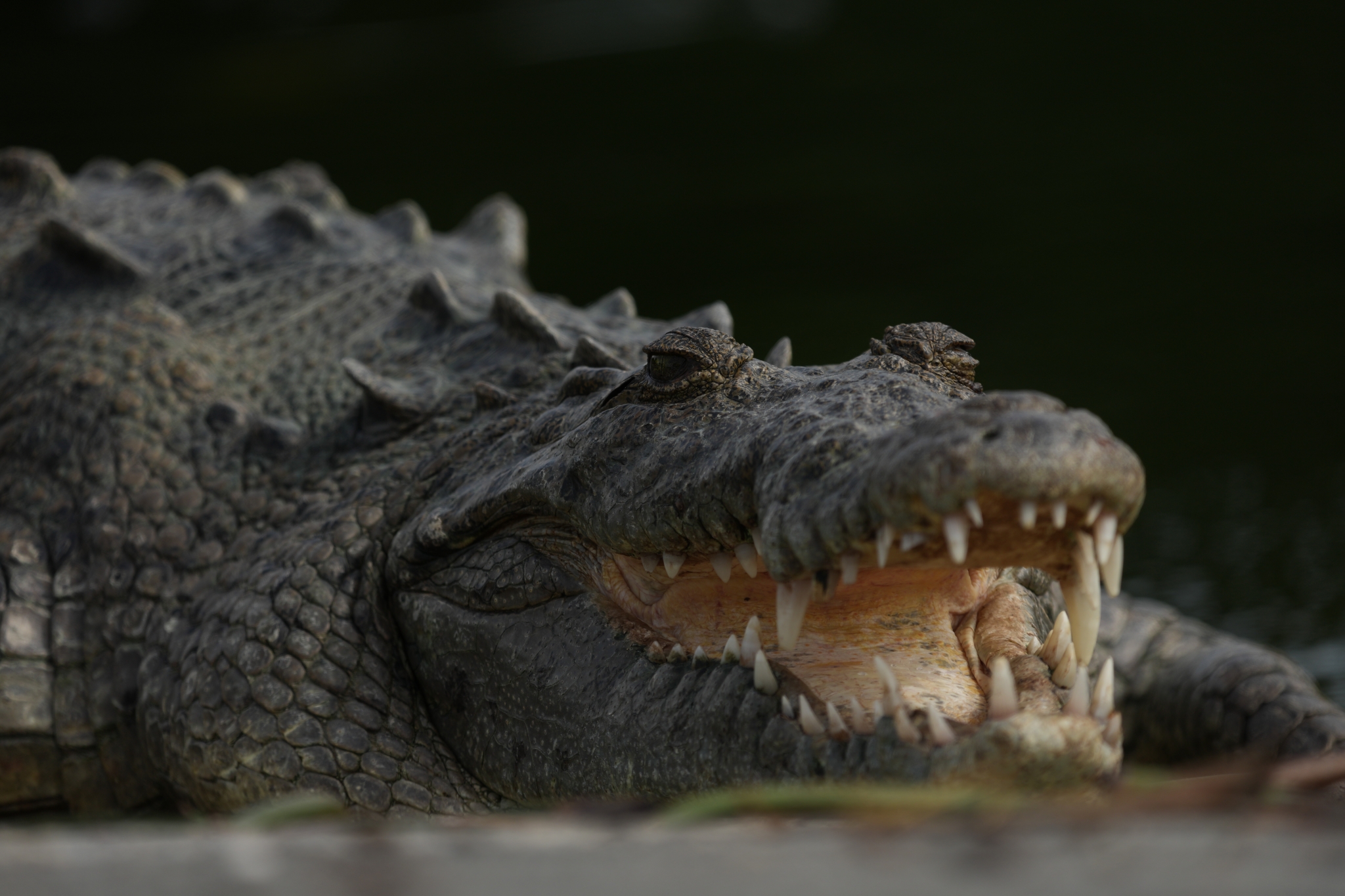 Example image showing a crocodile with its mouth open, facing slightly to the right  Click to open modal