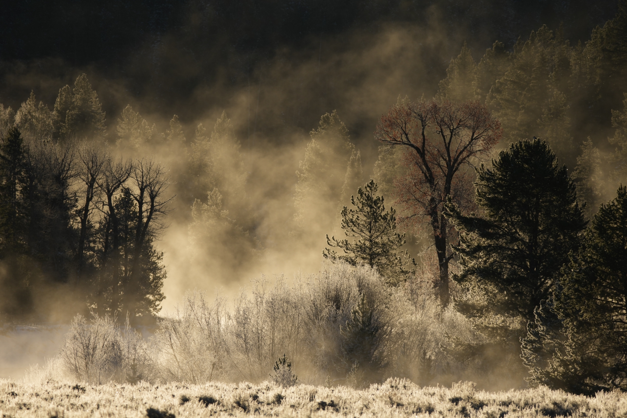 Example image showing a misty forest landscape with golden sunlight filtering through the trees.  Click to open modal