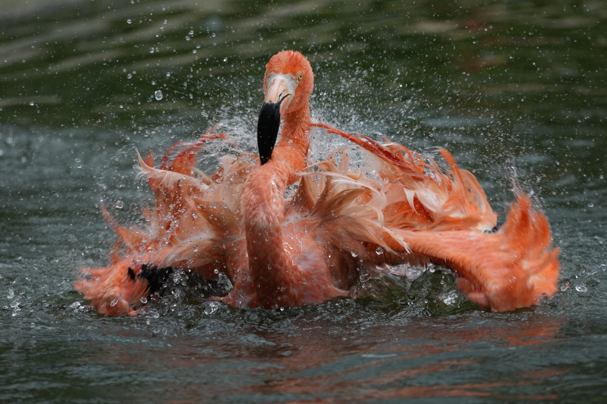 Example image showing a flamingo splashing its wings on the water's surface.  Click to open modal