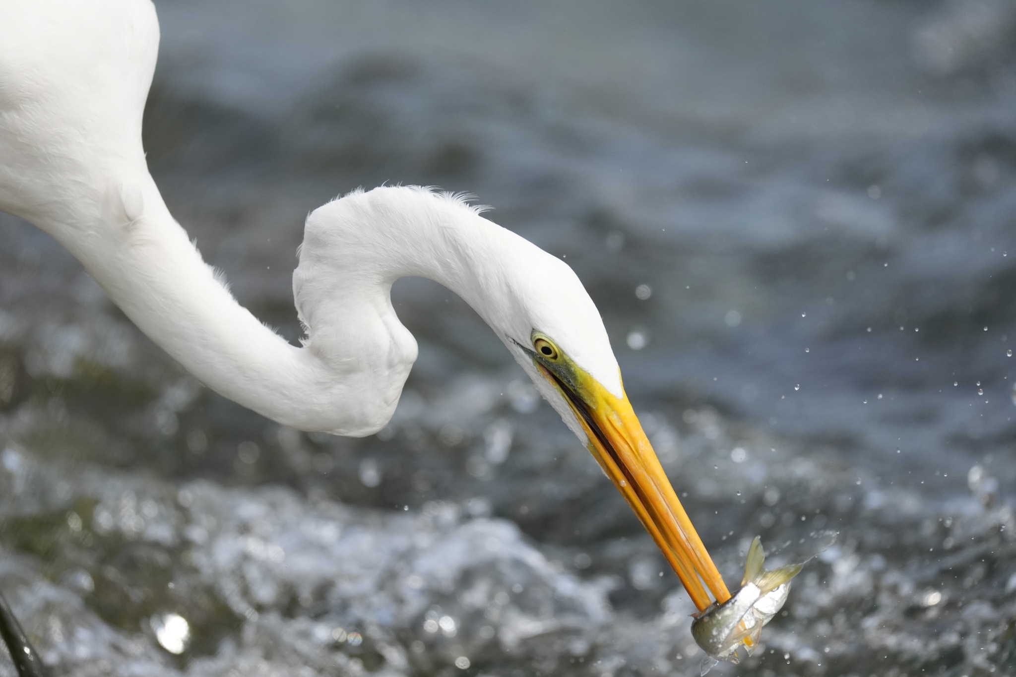 Example image showing a heron capturing a fish in an instant.  Click to open modal