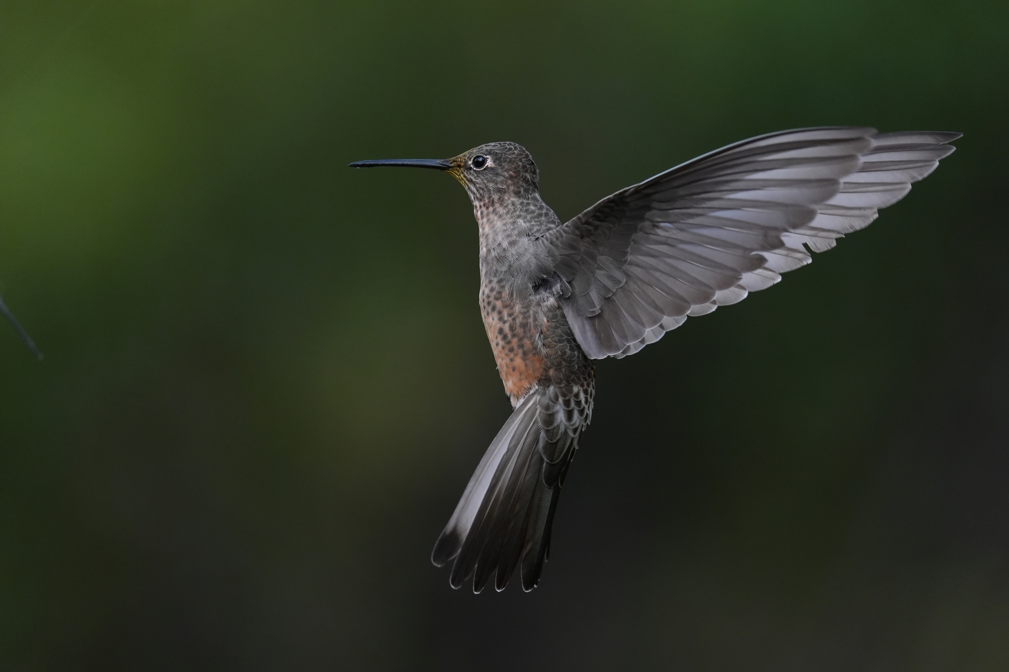 Example image showing a hummingbird hovering with its wings spread.  Click to open modal