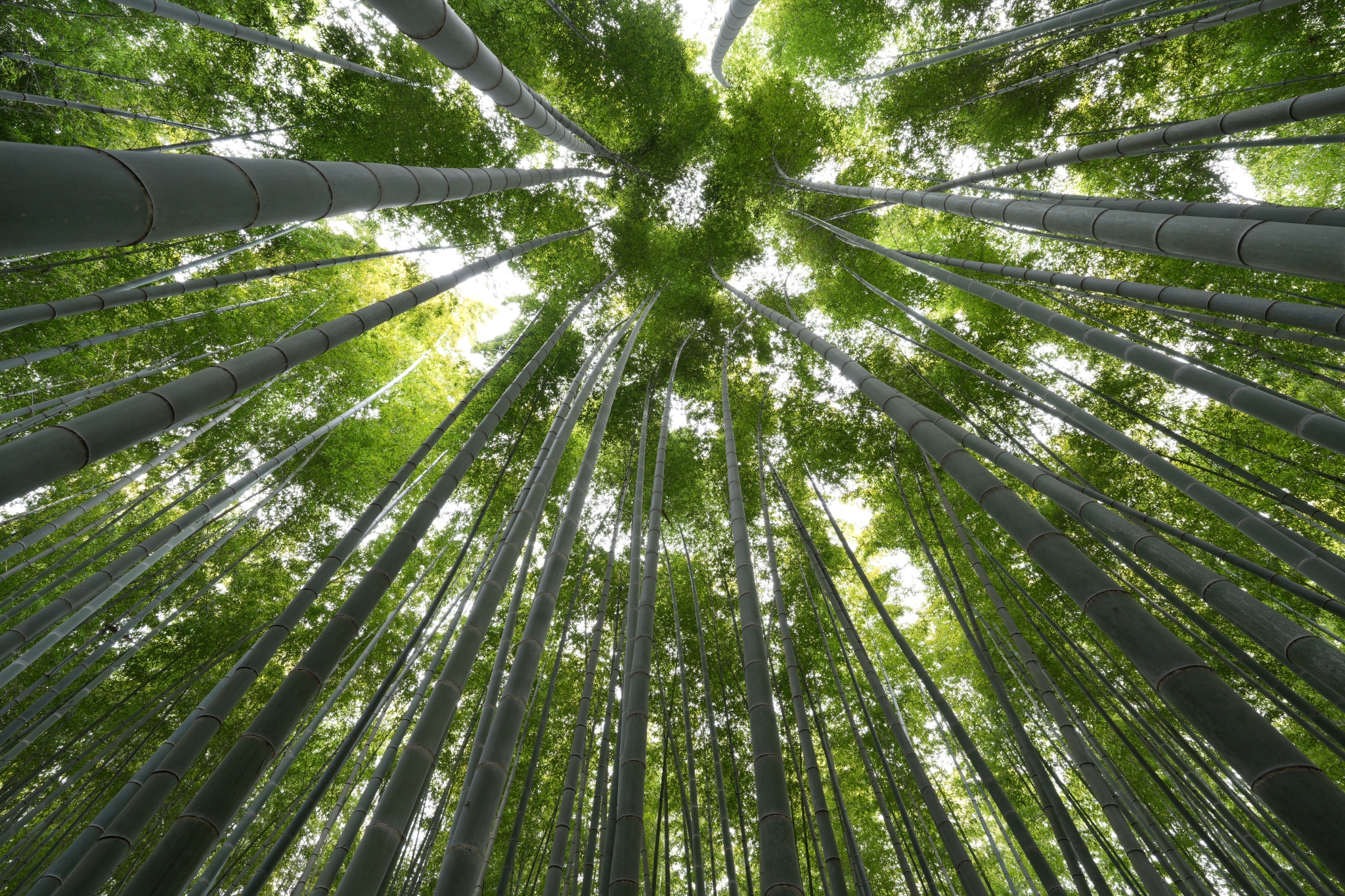 An ultra-wide, high-resolution photograph taken from the ground, looking up at a bamboo grove. Click to open modal