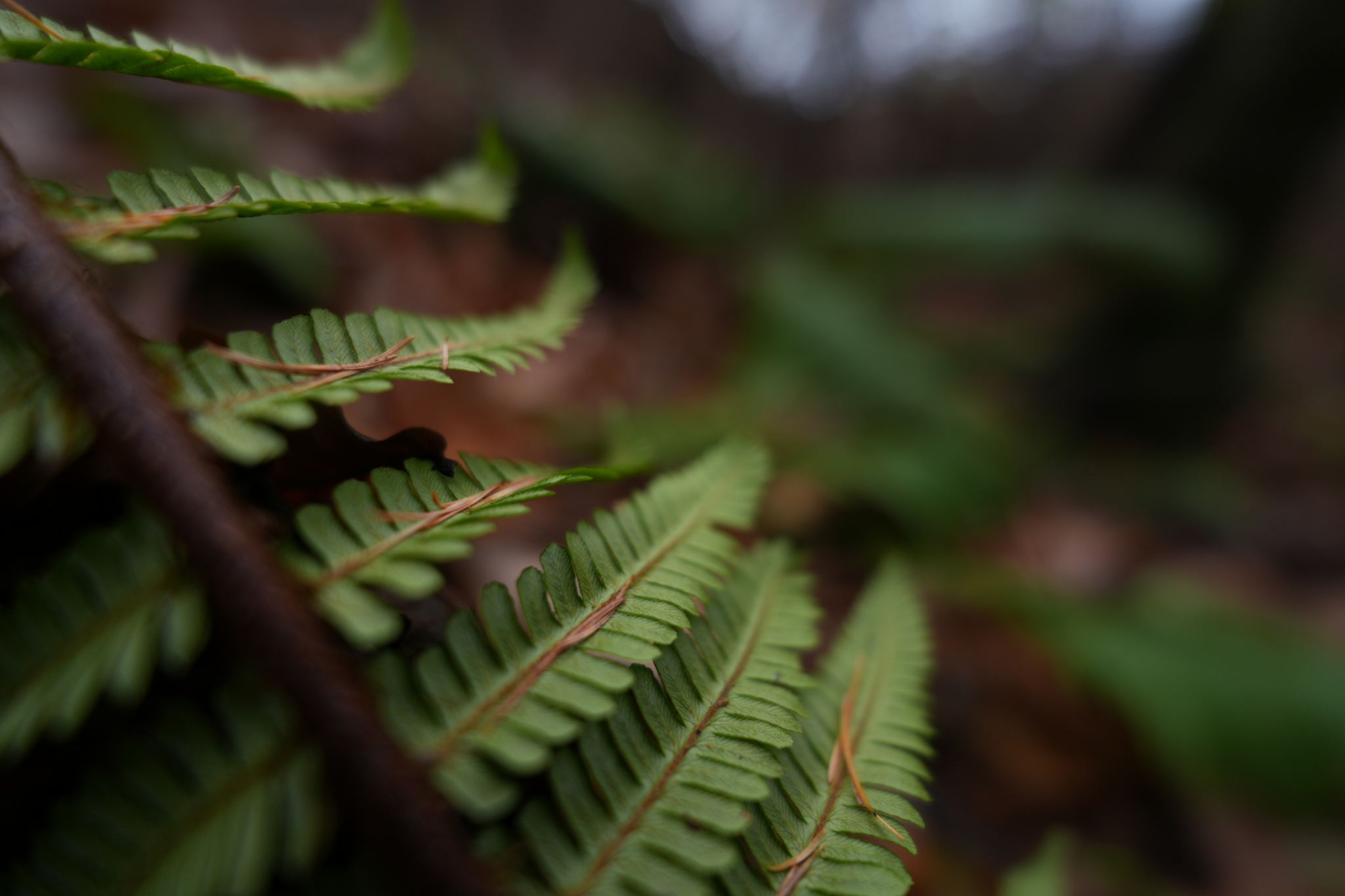 A photograph in which the focus is on the fern leaves in the foreground, gradually softening into a beautiful Bokeh of both the leaves and the expansive forest background. Click to open modal