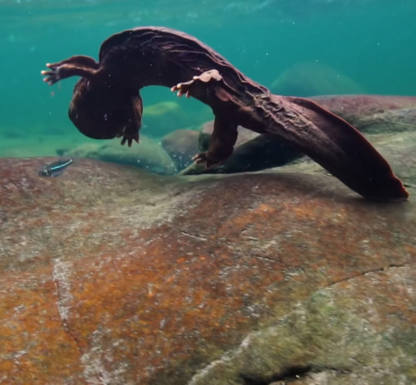 A male hellbender swims through a fast moving stream in search of other hellbender males to fight with for the right to reproduce. A screengrab from the film Hellbent.