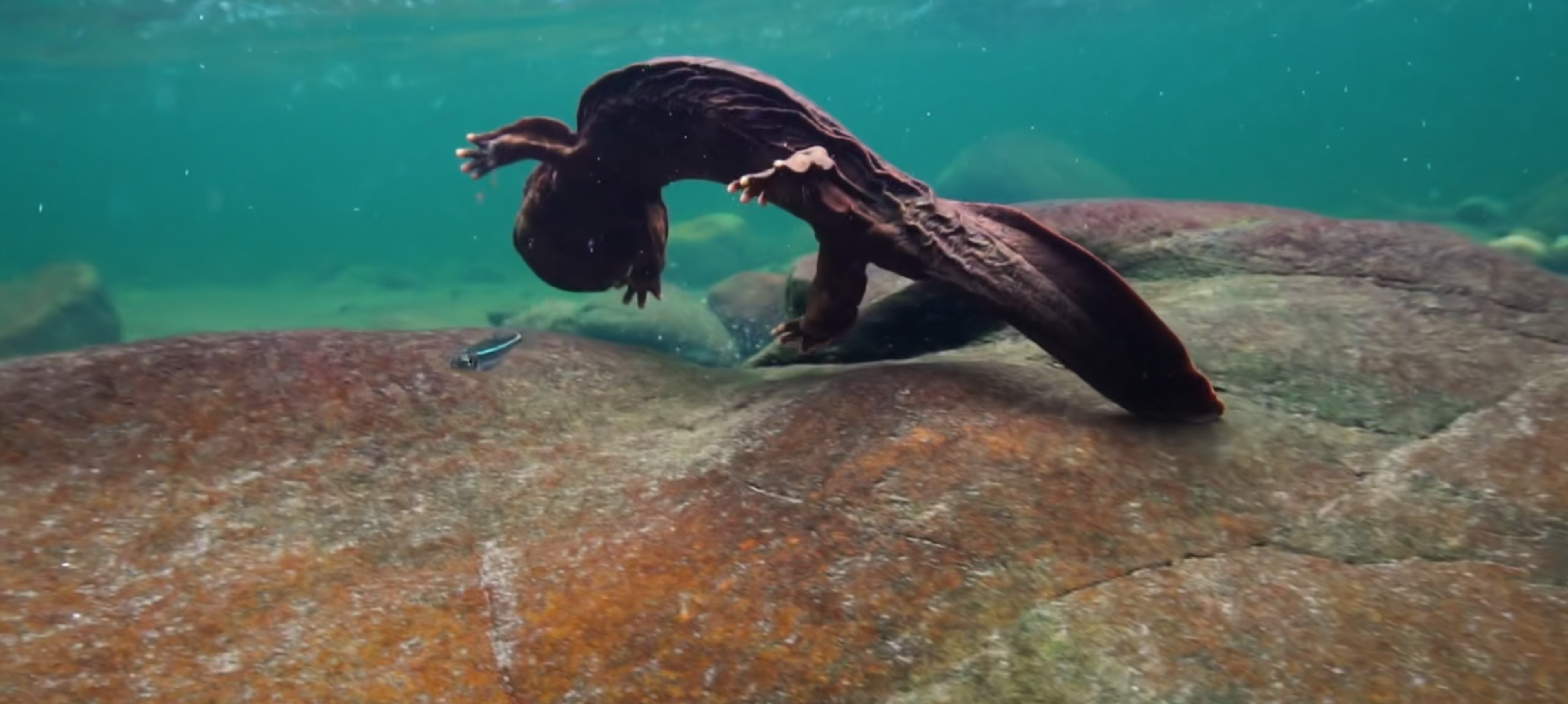 A male hellbender swims through a fast moving stream in search of other hellbender males to fight with for the right to reproduce. A screengrab from the film Hellbent.