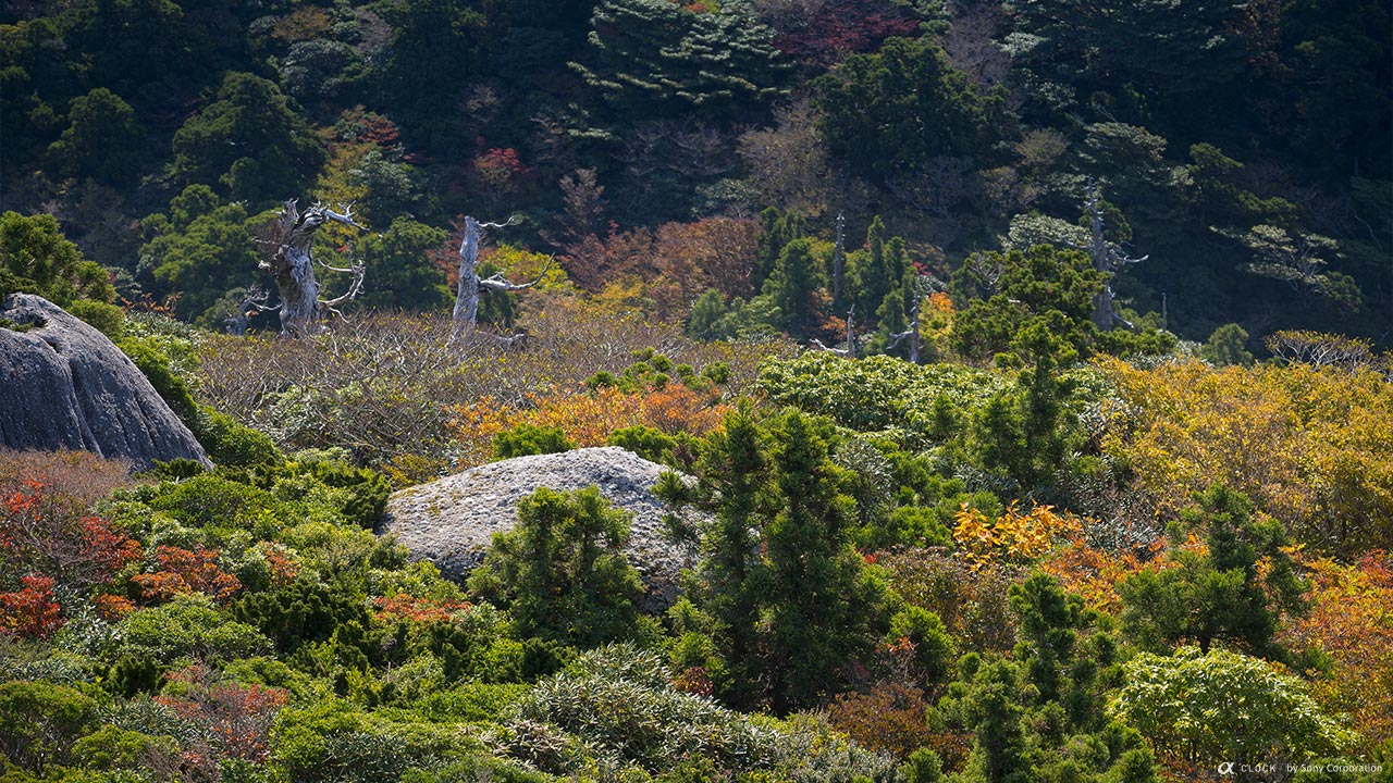 Sony Global A Clock World Time Captured By A Yakushima