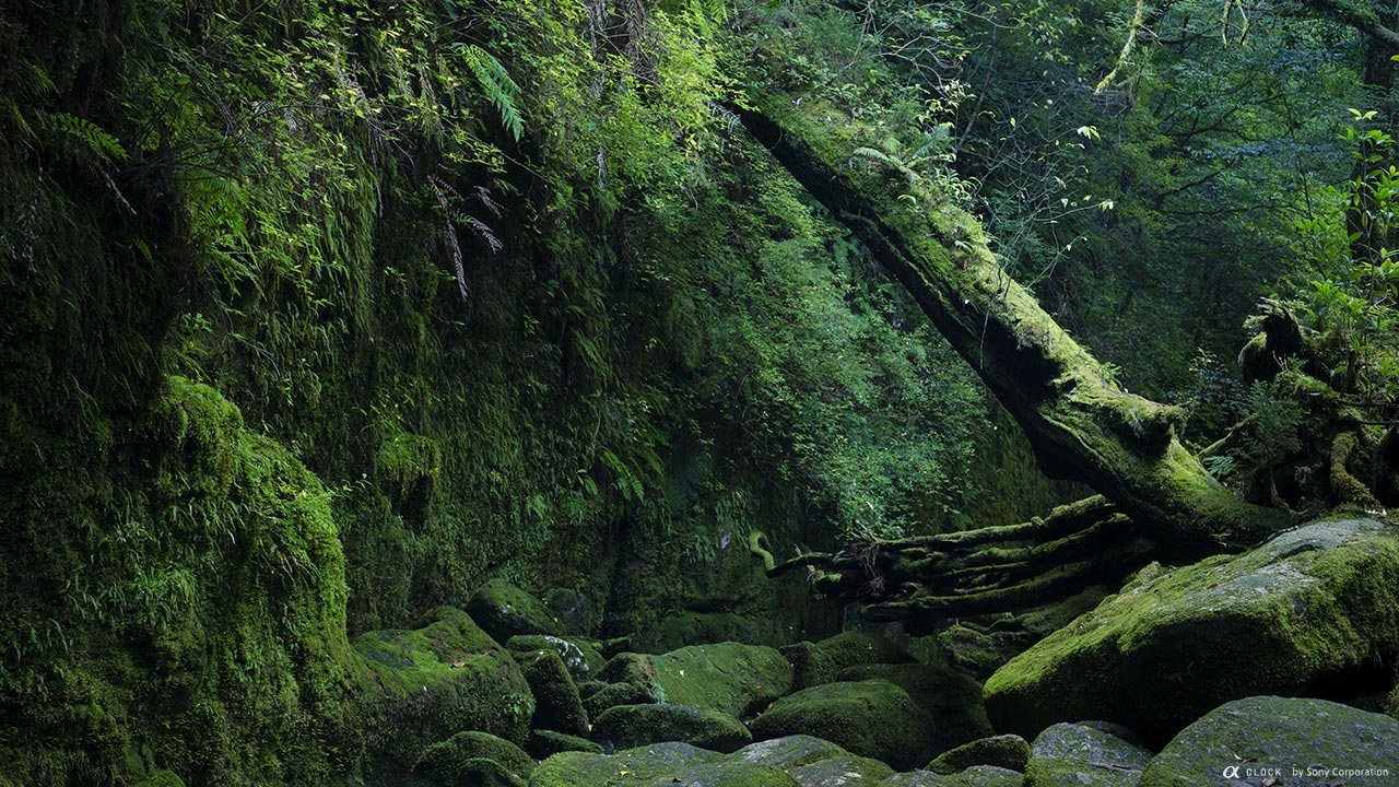 Sony Global A Clock World Time Captured By A Yakushima