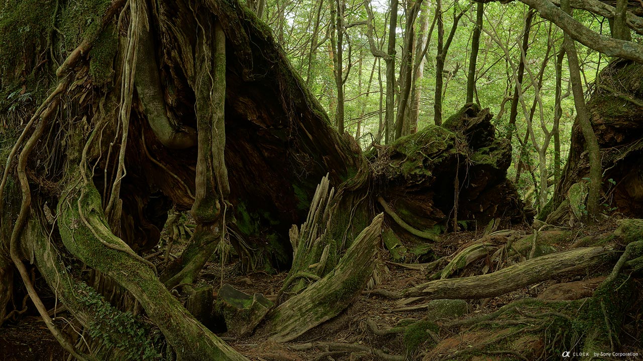 Sony Global A Clock World Time Captured By A Yakushima